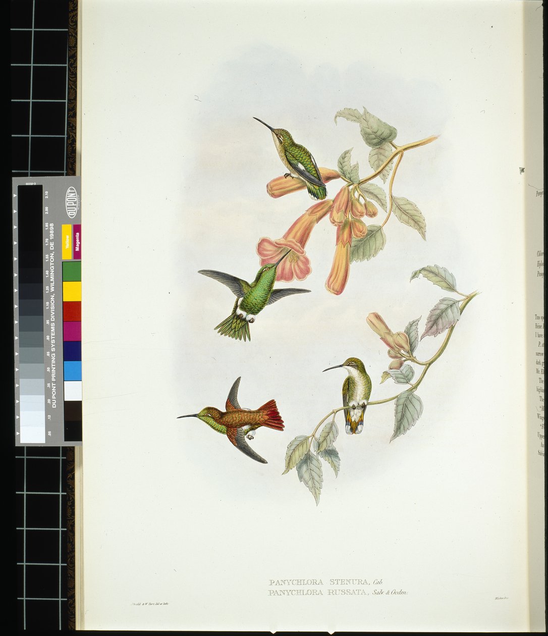 Parlayan Güneş ışını (aglaeactis cupreipennis) (el renginde taş) by John (after) Gould