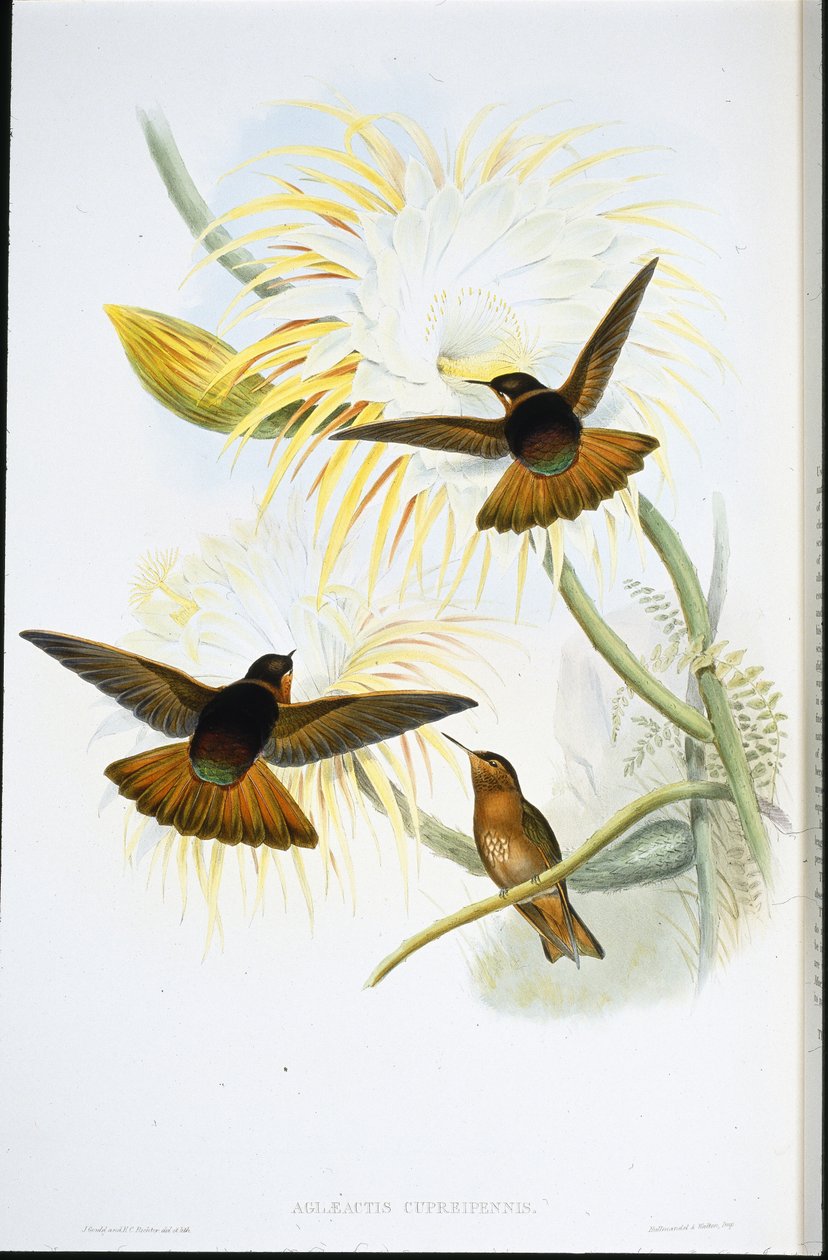 Parlayan Güneş Işını (Agliaeactis Cupripennis) (el renginde taş) by John (after) Gould