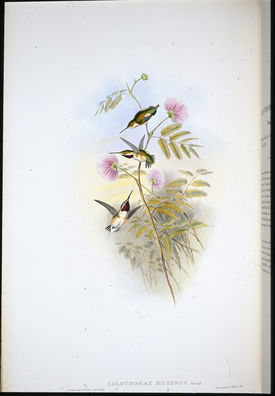 Kısa kuyruklu Ağaç-yıldız (Calothorax Micrurus) (el renginde taş) by John (after) Gould