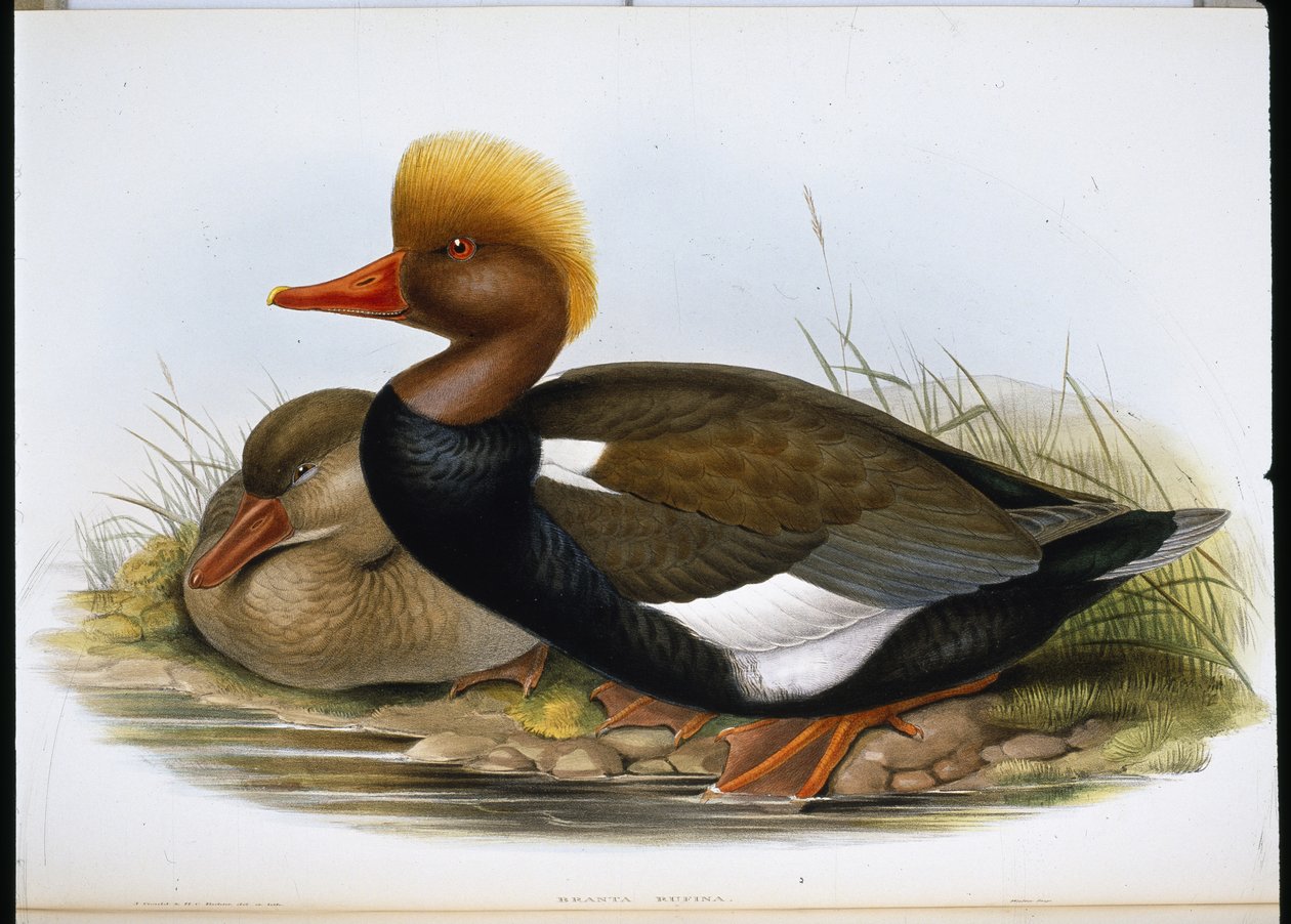 Kürek (Spatula Clypeata) (el boyaması taş) by John (after) Gould