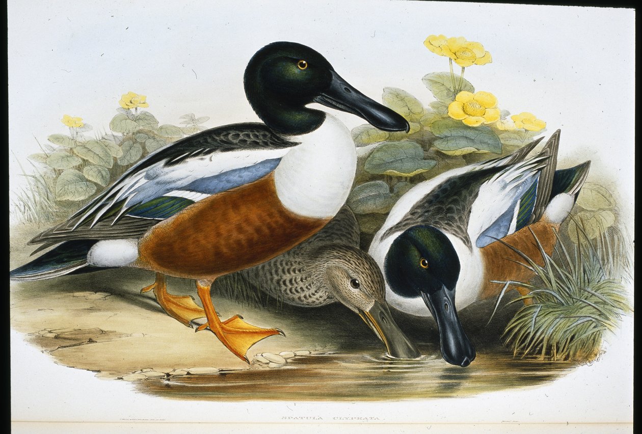 Kürek ördekleri (Spatula Clypeata) (el boyaması taş) by John (after) Gould