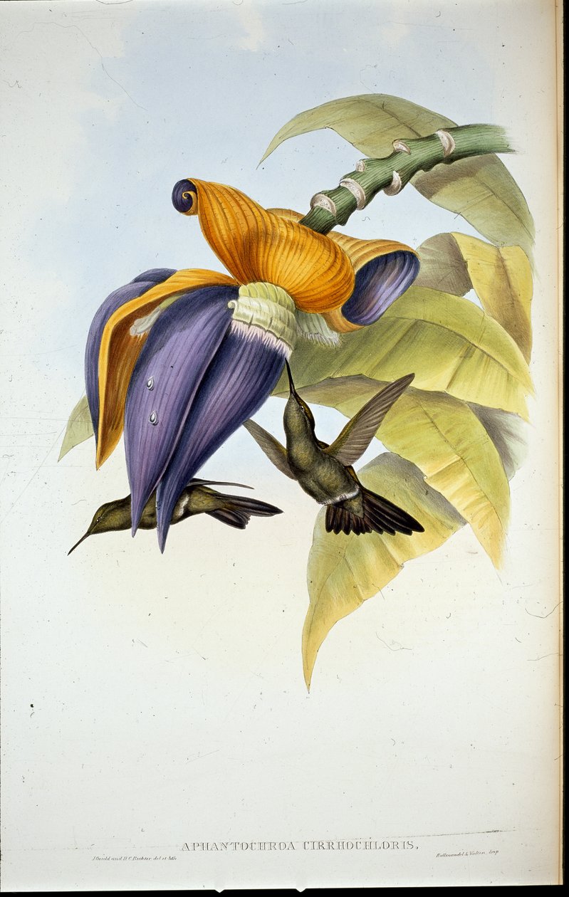 Sombre sinek kuşu (Aphantochroa cirrhochloris) (el boyaması üyeler) by John (after) Gould