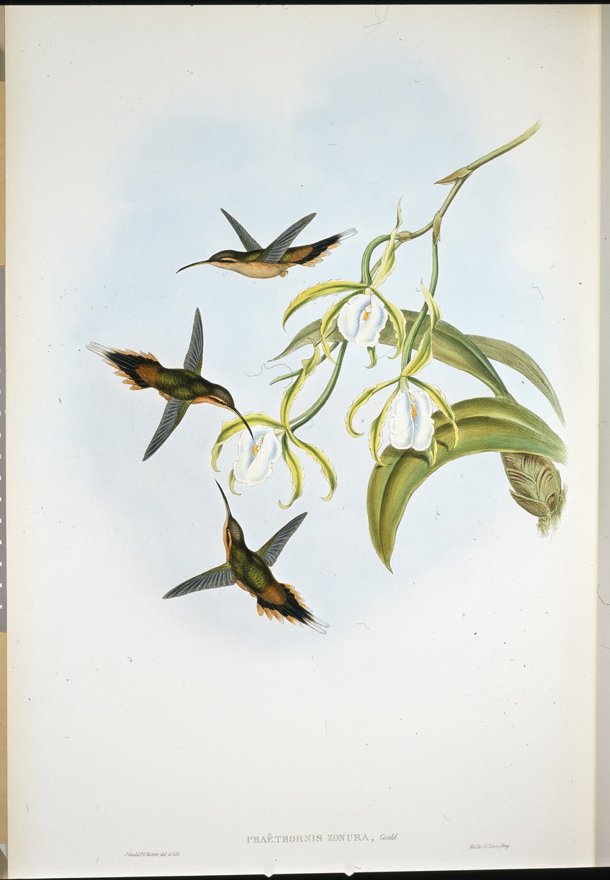 Güney Hermit (Phaethornis Zonura) (el boyaması taş) by John (after) Gould