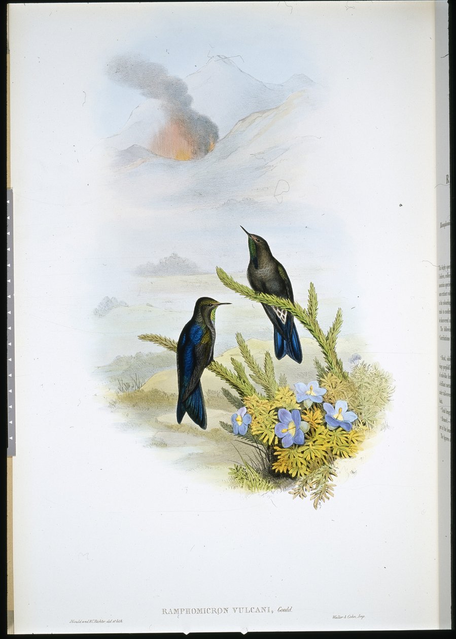 Güney Diken Gagası (Ramphomicron Vulcani) (el boyaması taş) by John (after) Gould