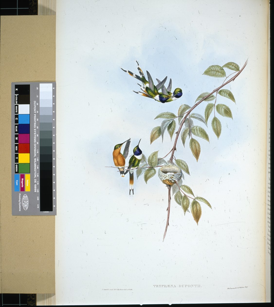 Köpüklü kuyruk (tryphaena dupontii) (el renginde taş) by John (after) Gould