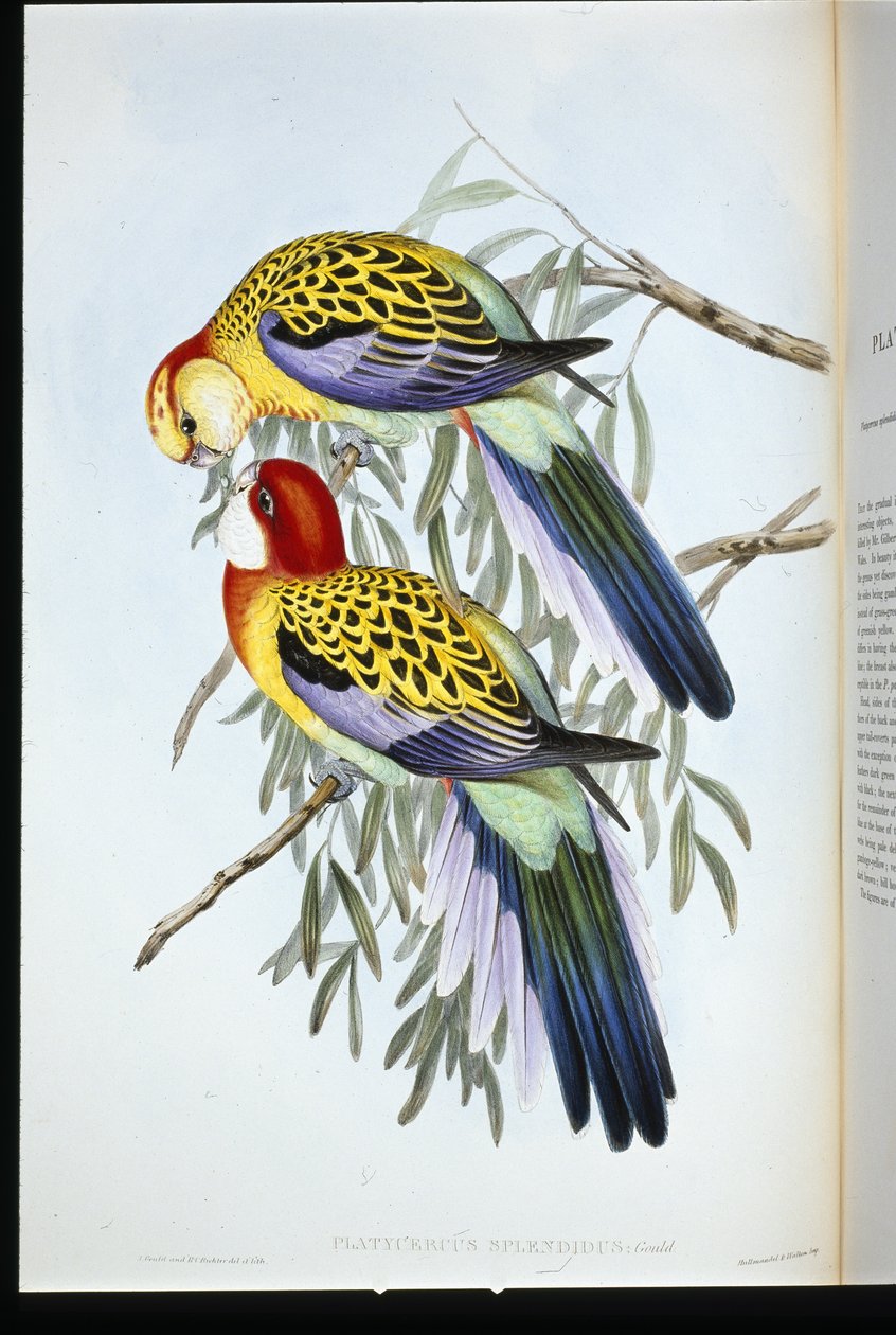 Splendid Parakeet (palatycercus şanlı) (el renginde taş) by John (after) Gould