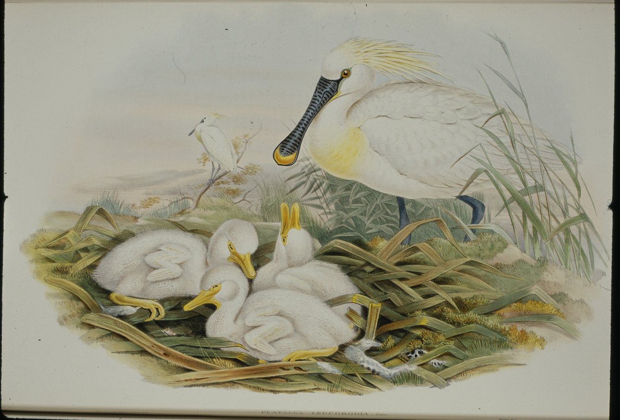 Kaşıkçı (Platalea Leucorodia) (el renginde taş) by John (after) Gould