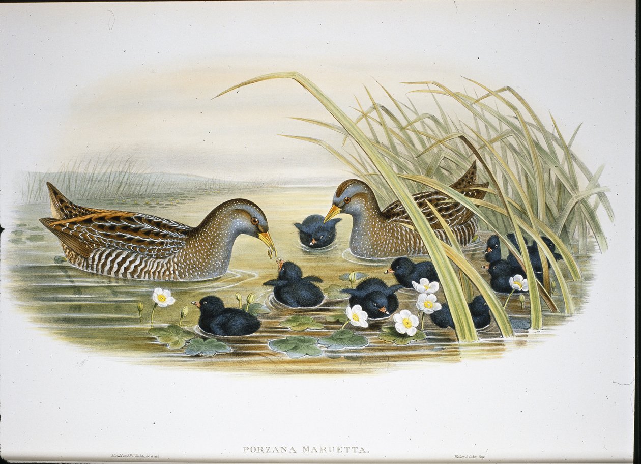 Benekli Crake (Porzana Maruetta) (el renginde taş) by John (after) Gould