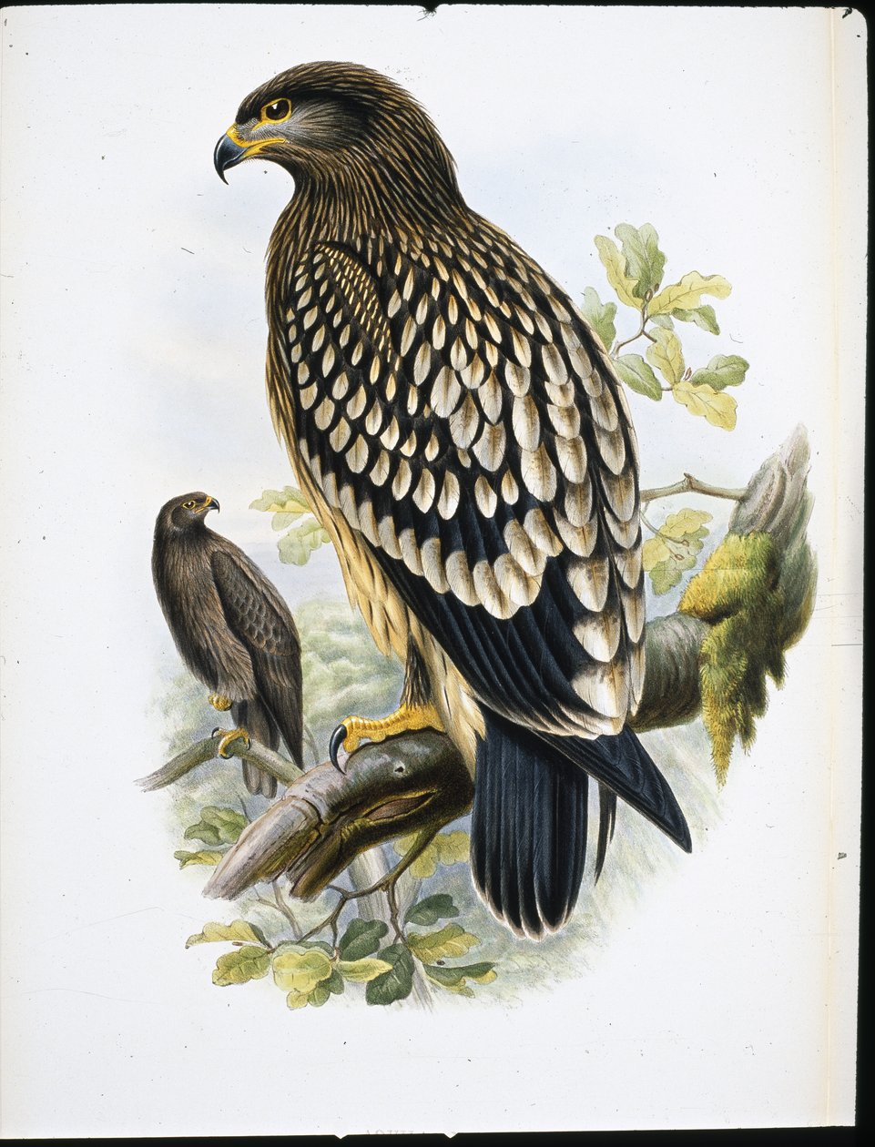 Benekli Kartal (Aquila Naevia) (el renginde taş) by John (after) Gould