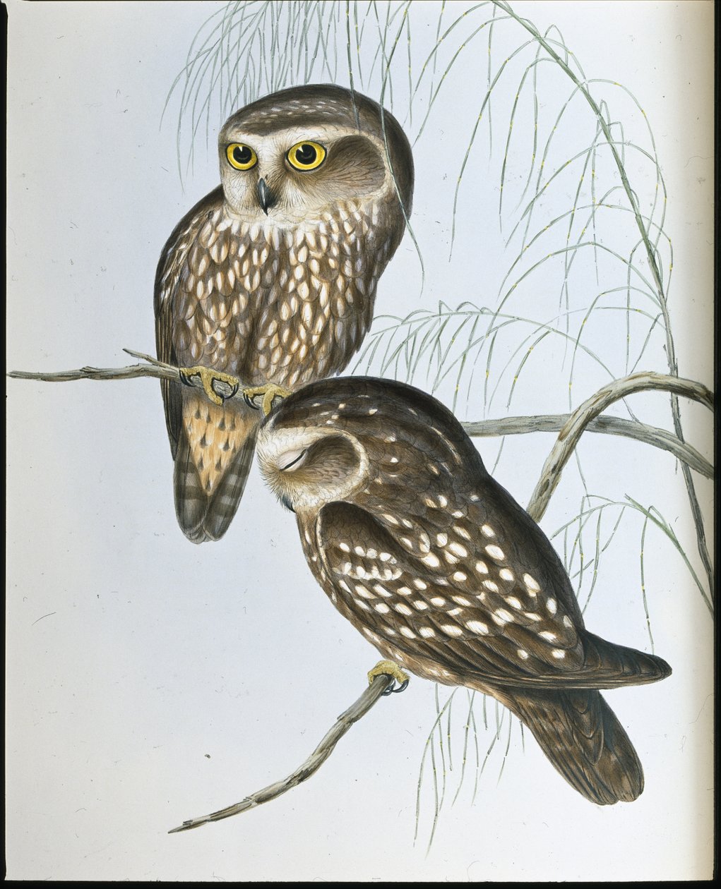 Benekli Baykuş (Athene Maculata) (el renginde taş) by John (after) Gould