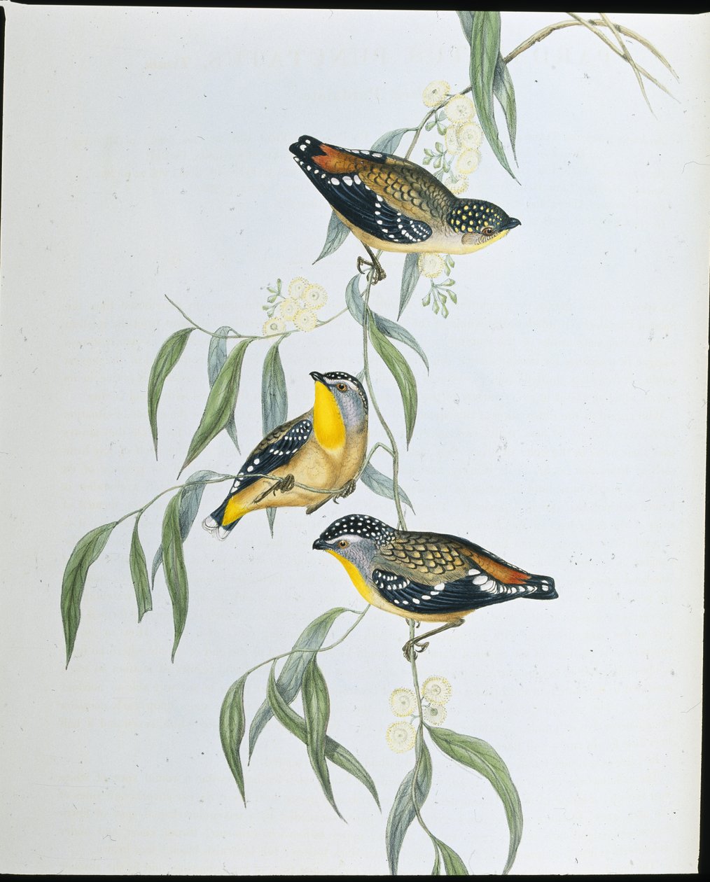 Benekli Pardalote (Pardalotus Punctatus) (el renginde taş) by John (after) Gould