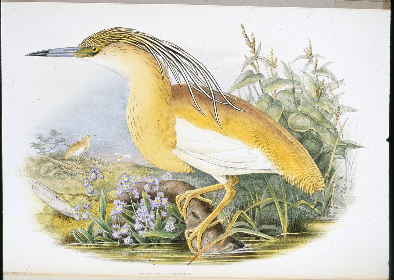 Squacco Balıkçıl (Buphus Comatus) (el boyaması taş) by John (after) Gould