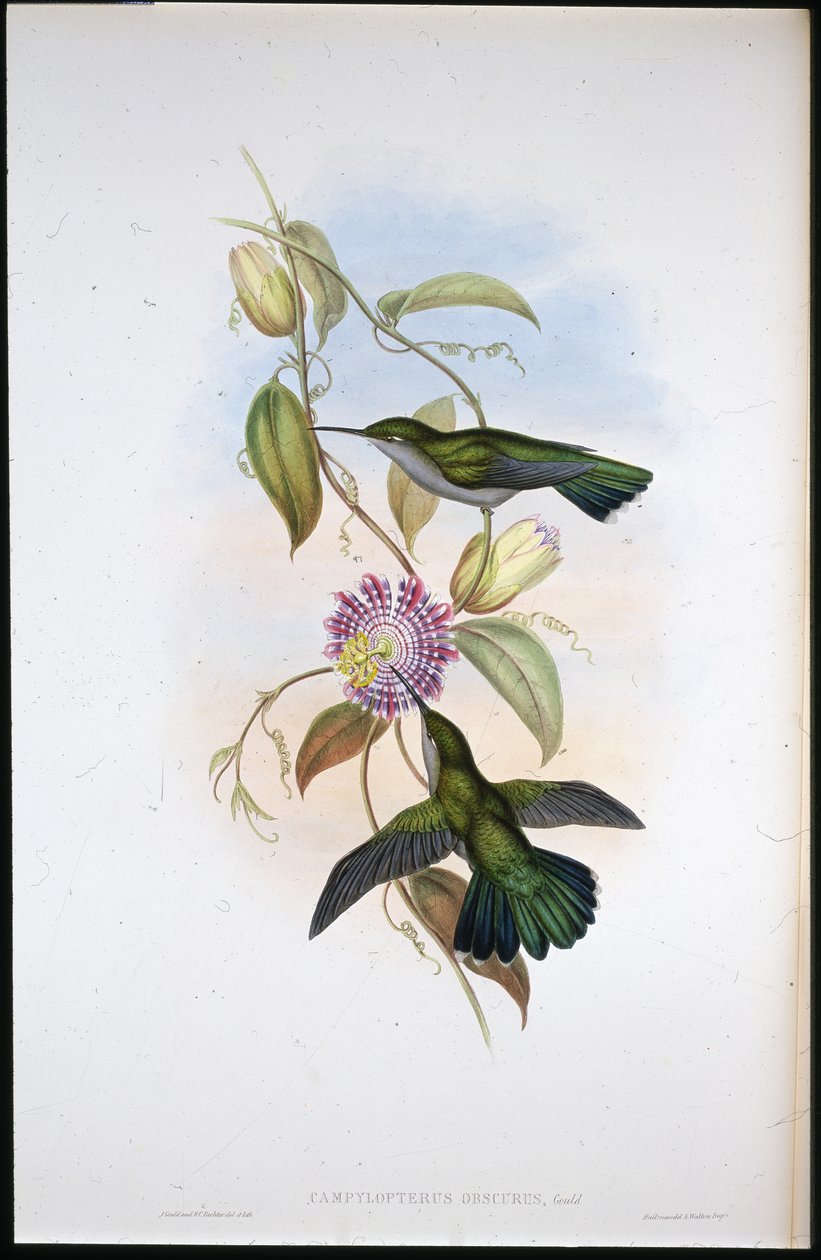 Aziz Thomas Mangosu (Lampornis Virginalis) (el boyaması taş) by John (after) Gould