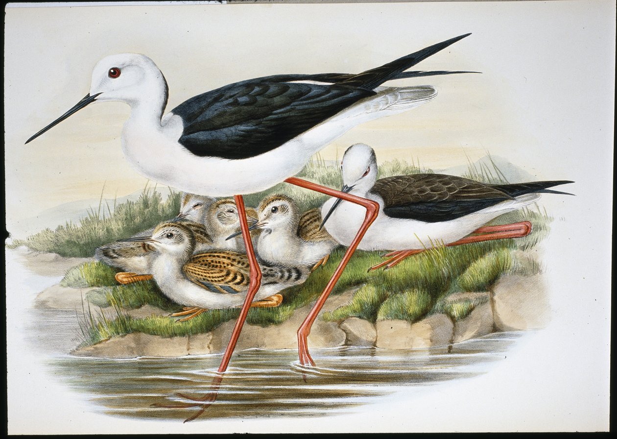 Uzunbacak (Himantopus Candidus) (el renginde taş) by John (after) Gould