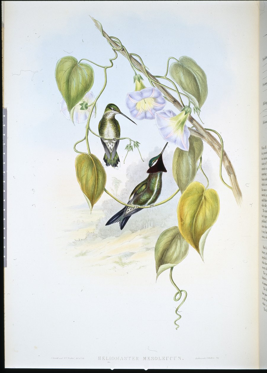 Çizgili göğüslü Yıldız boğazı (heliomaster mesoleucus) (el renginde taş) by John (after) Gould