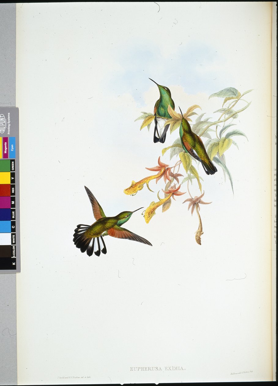 Çizgili kuyruklu sinek kuşu (Eupherusa Eximia) (el renginde taş) by John (after) Gould