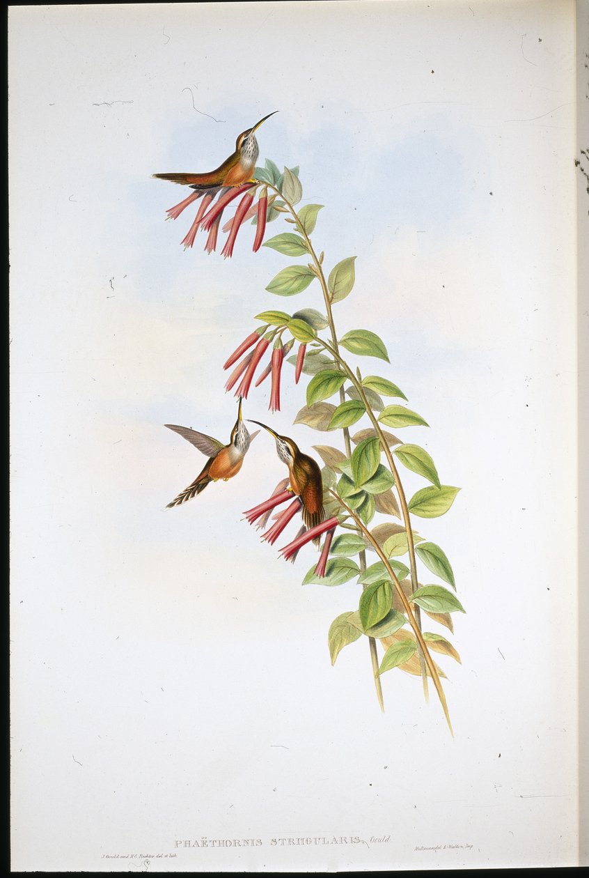 Çizgili boğazlı Hermit (Phaethornis Striigularis) (el renginde taş) by John (after) Gould