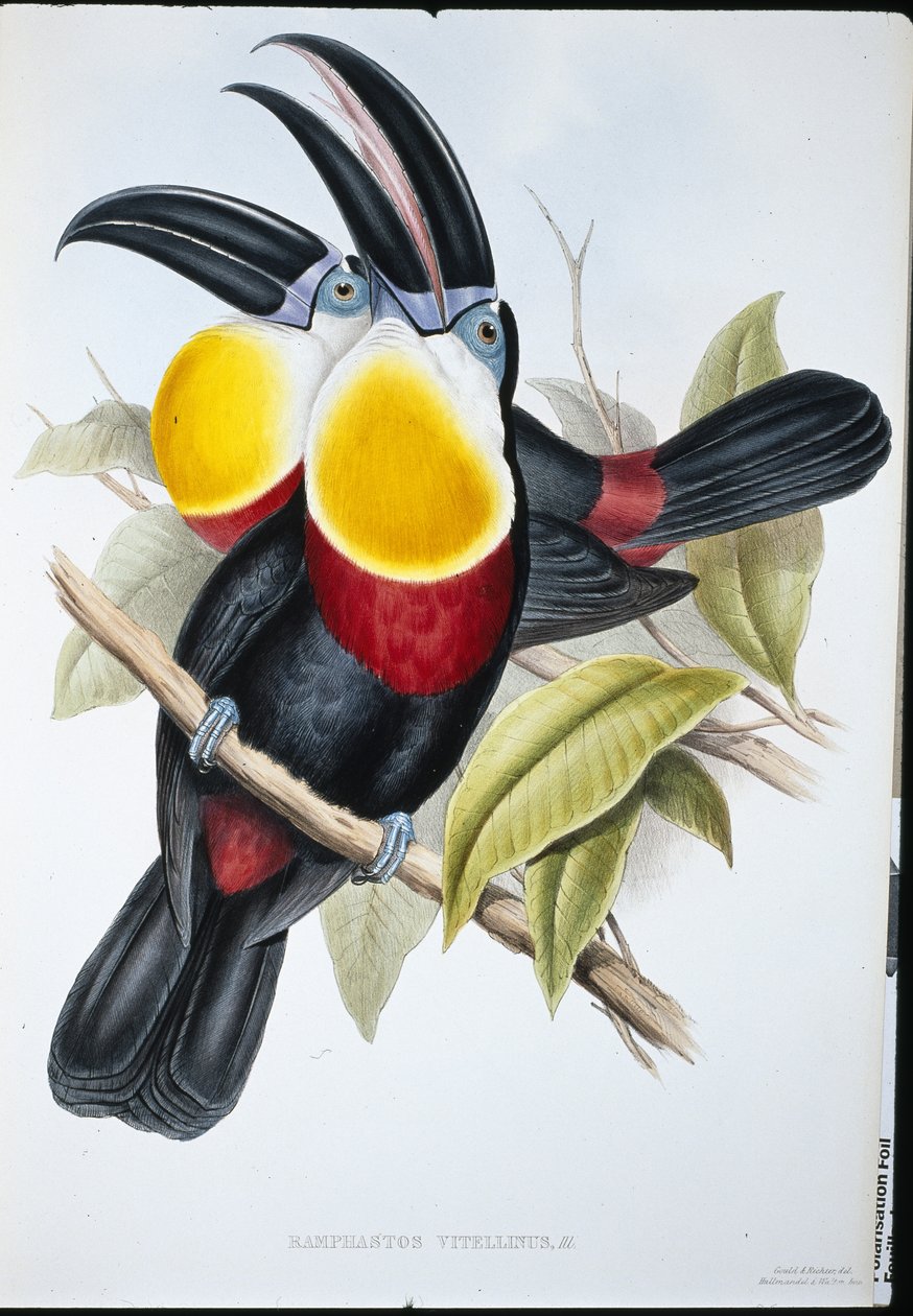 Kükürt ve Beyaz Göğüslü Toucan (Ramphastos Vitellinus) (el boyaması taş) by John (after) Gould