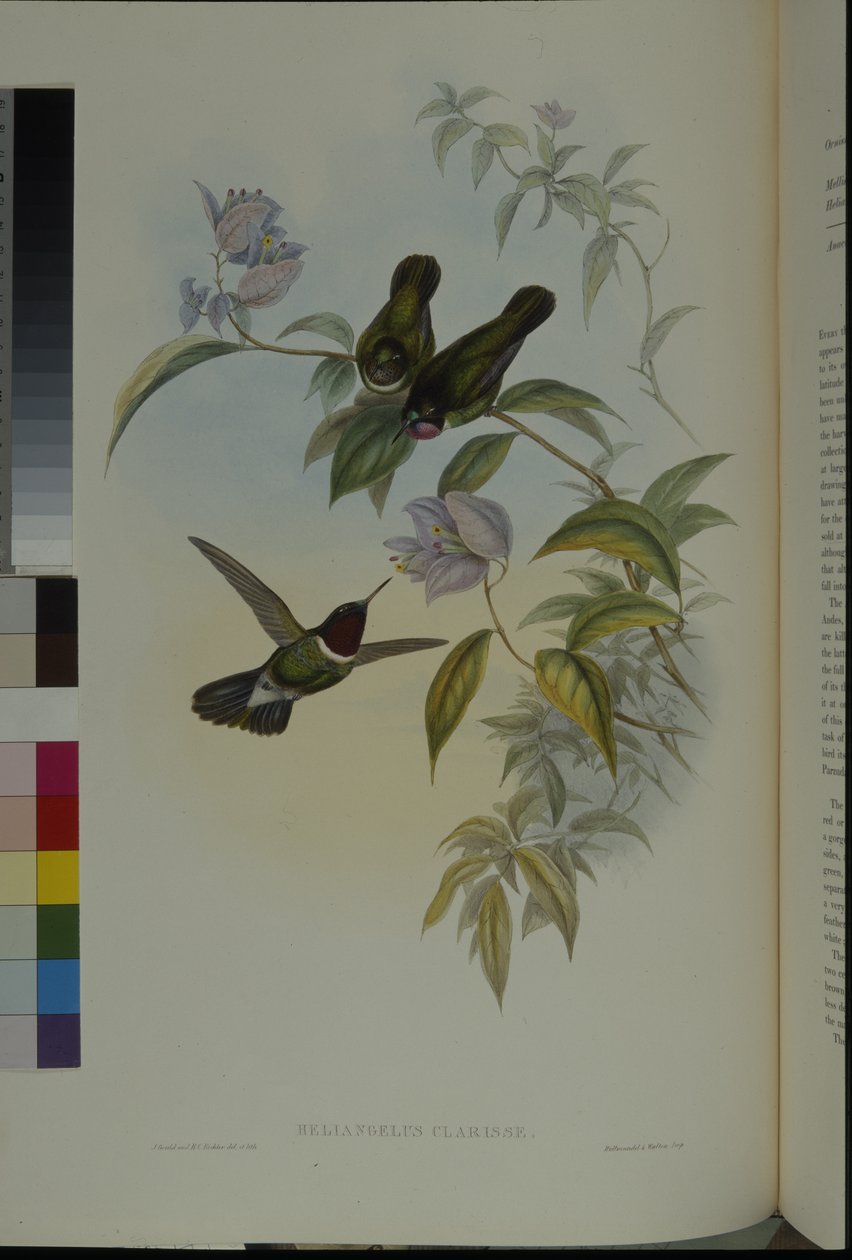Güneş Meleği (Heliangelus Clarisse) (el boyaması taş) by John (after) Gould