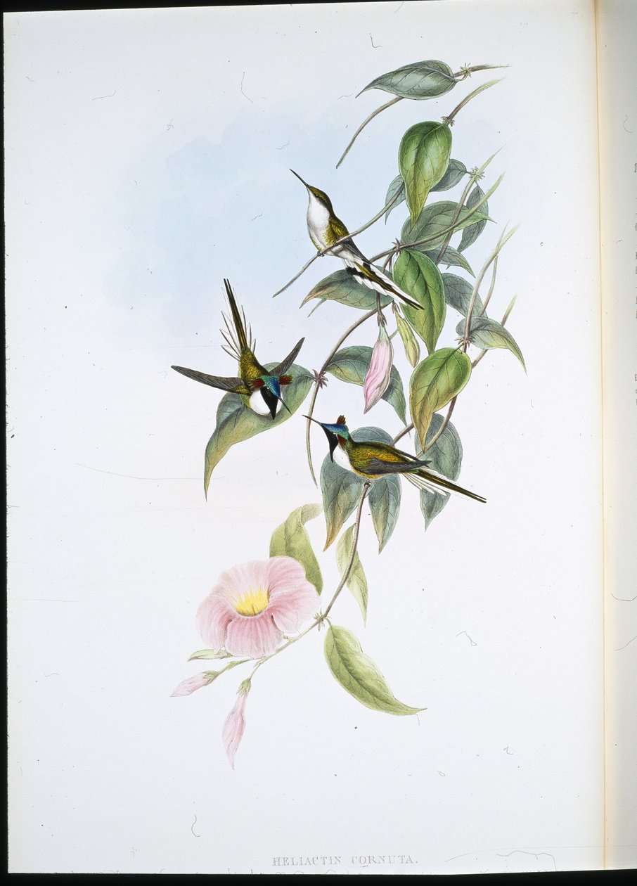 Sun Gem (Heliactin Cornuta) (el renginde taş) by John (after) Gould