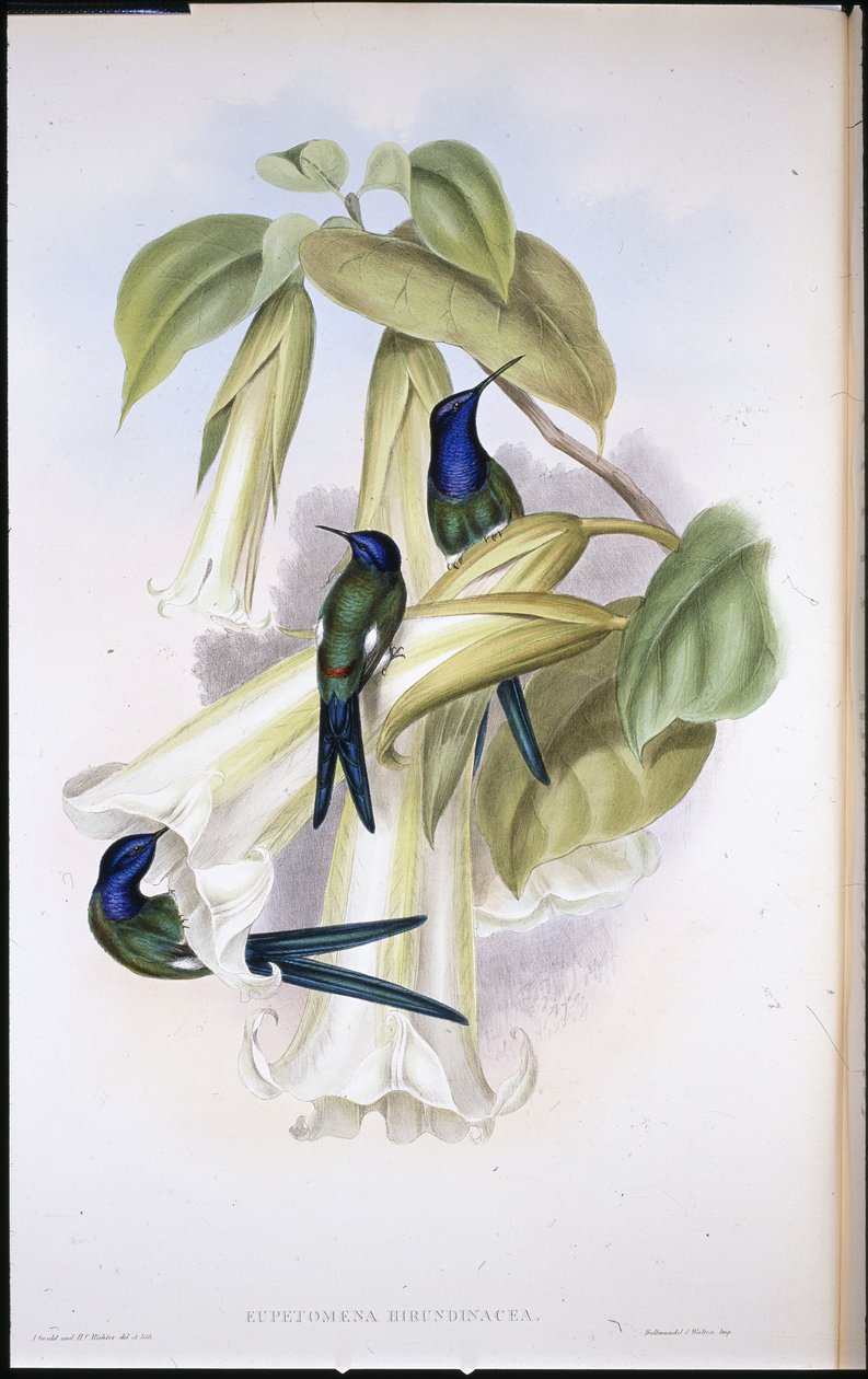 Kırlangıç kuyruklu Eupetomena Hirundinacea) (el renginde taş) by John (after) Gould