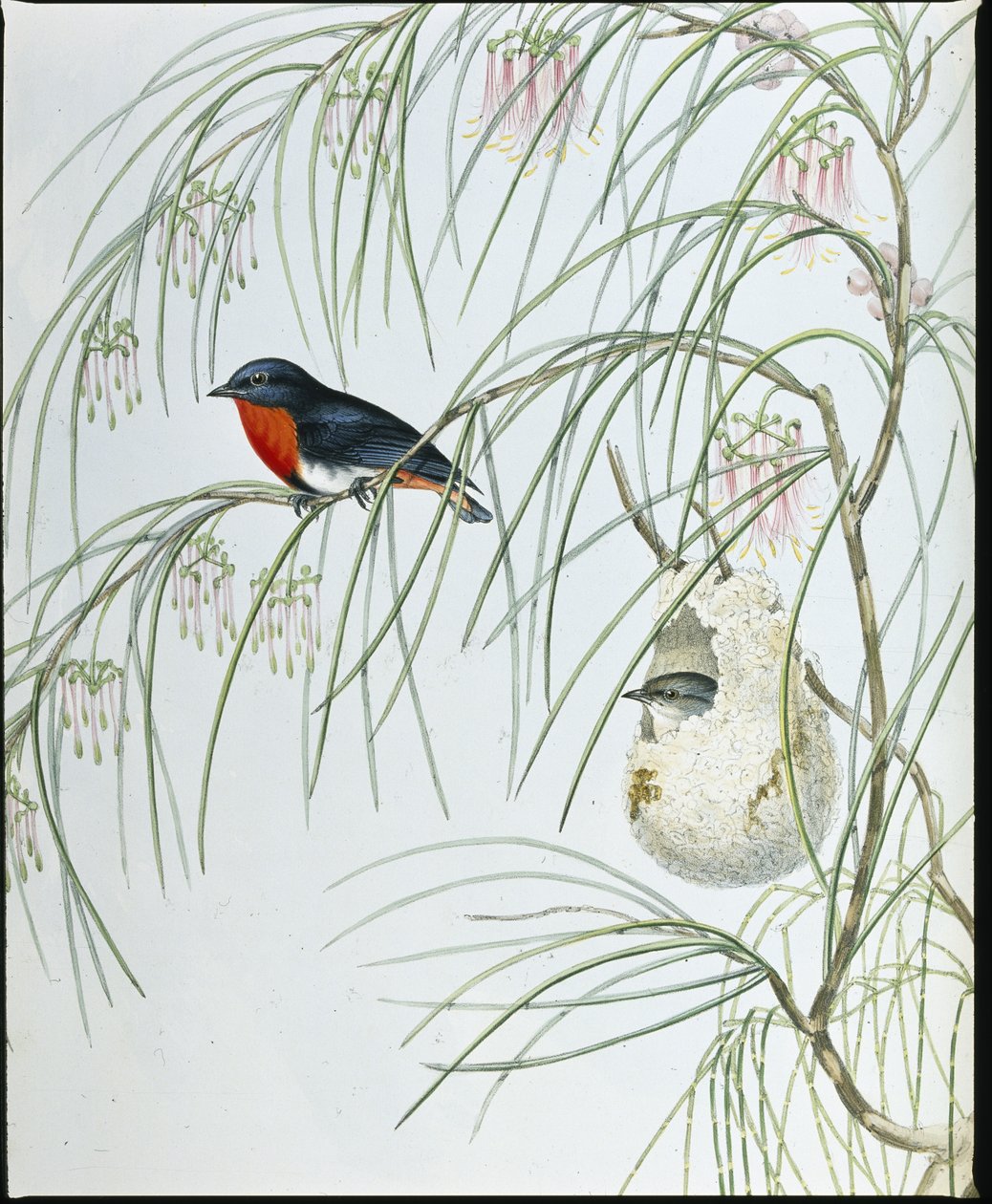 Kırlangıç ​​Diceum (Dicaeum Hirundinaceum) (el boyaması taş) by John (after) Gould