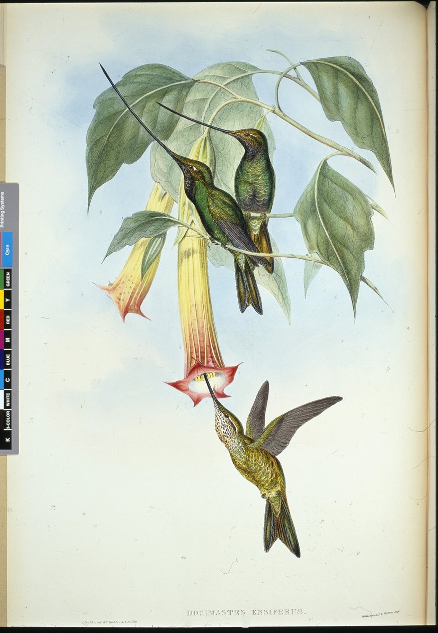 Kılıç gagası (Docimastes Ensiferus) (el boyaması taş) by John (after) Gould