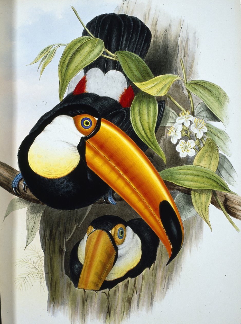 Toco Toucan (Ramphastos Toco) (el boyaması taş) by John (after) Gould