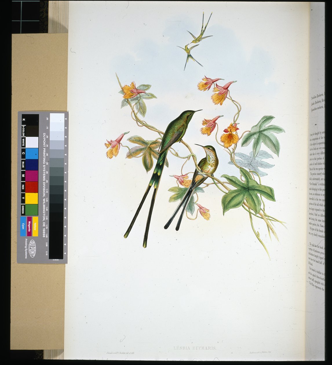 Tren taşıyıcısı (lesbia eucharis) (el boyaması taş) by John (after) Gould