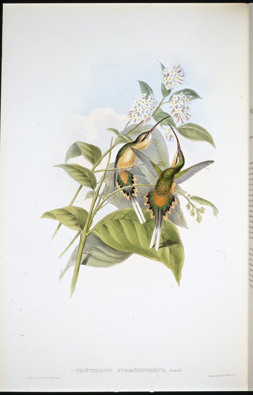 Tren taşıyan Hermit (Phaethornis Syrmatophorus) (el renginde taş) by John (after) Gould