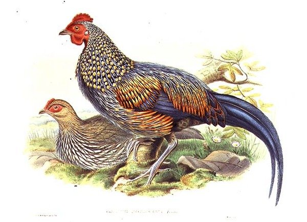 Sanatçı ve William Hart (1823-1894) (litho) tarafından oyulmuş iki Asya sülün (Gallus Sonneratii) by John (after) Gould