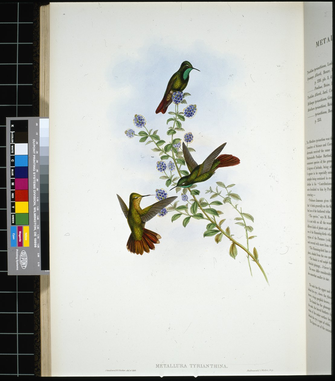 Sur kuyruğu (metallura Tyrianthina) (el renginde taş) by John (after) Gould