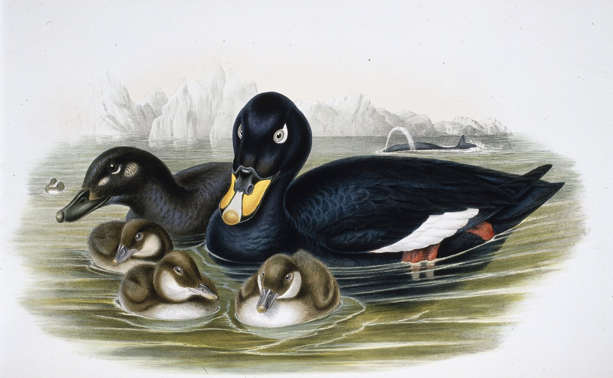 Kadife Scoter (oidemla fusca) (el renginde taş) by John (after) Gould