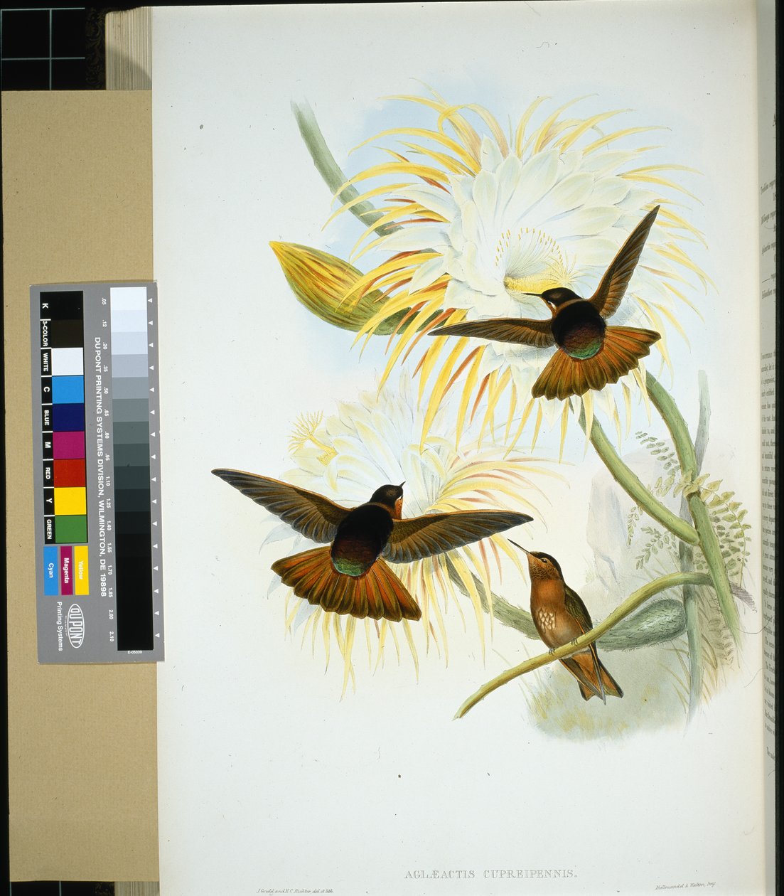 Venezuela Stenura (panychlora stenura) ve (panychlora Russata) (el renginde taş) by John (after) Gould