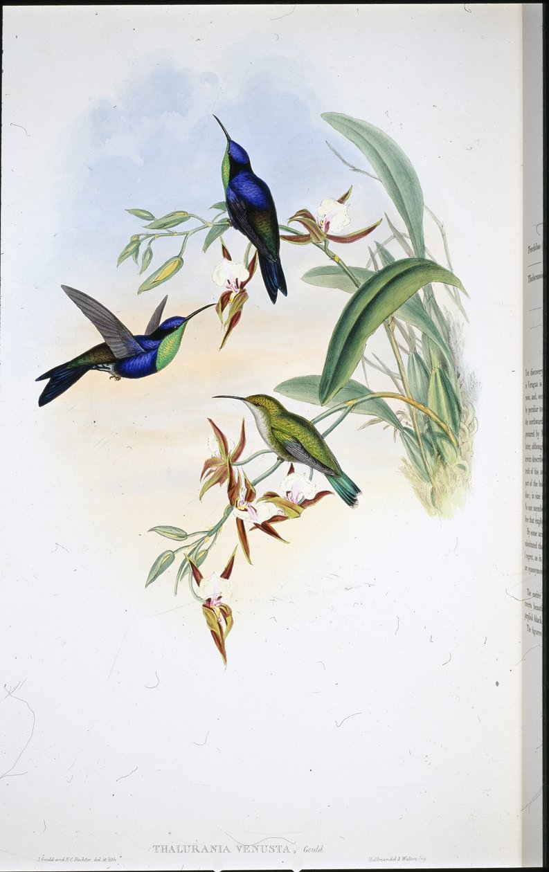 Veraguan Panoplitleri (Thalurania Venusta) (el renginde taş) by John (after) Gould
