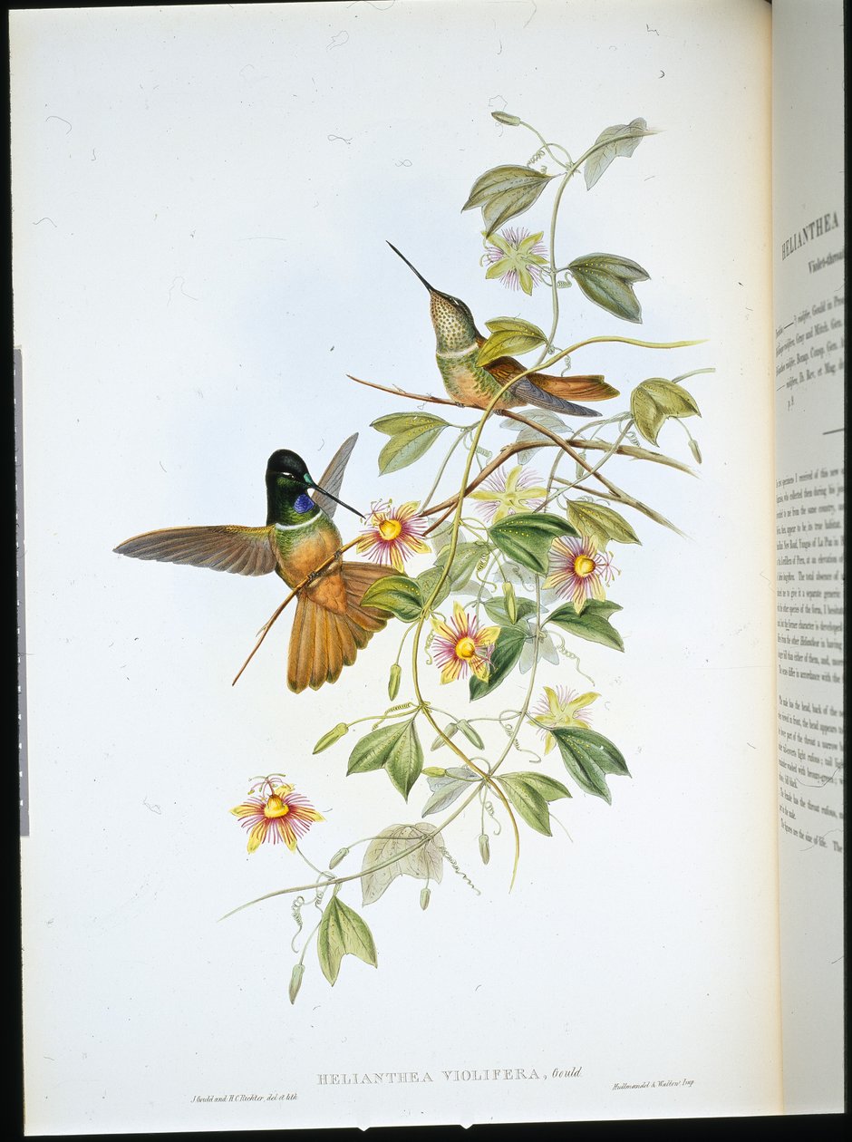 Menekşe boğazlı Star-Frontlet (Helianthea Violifera) (el renginde taş) by John (after) Gould