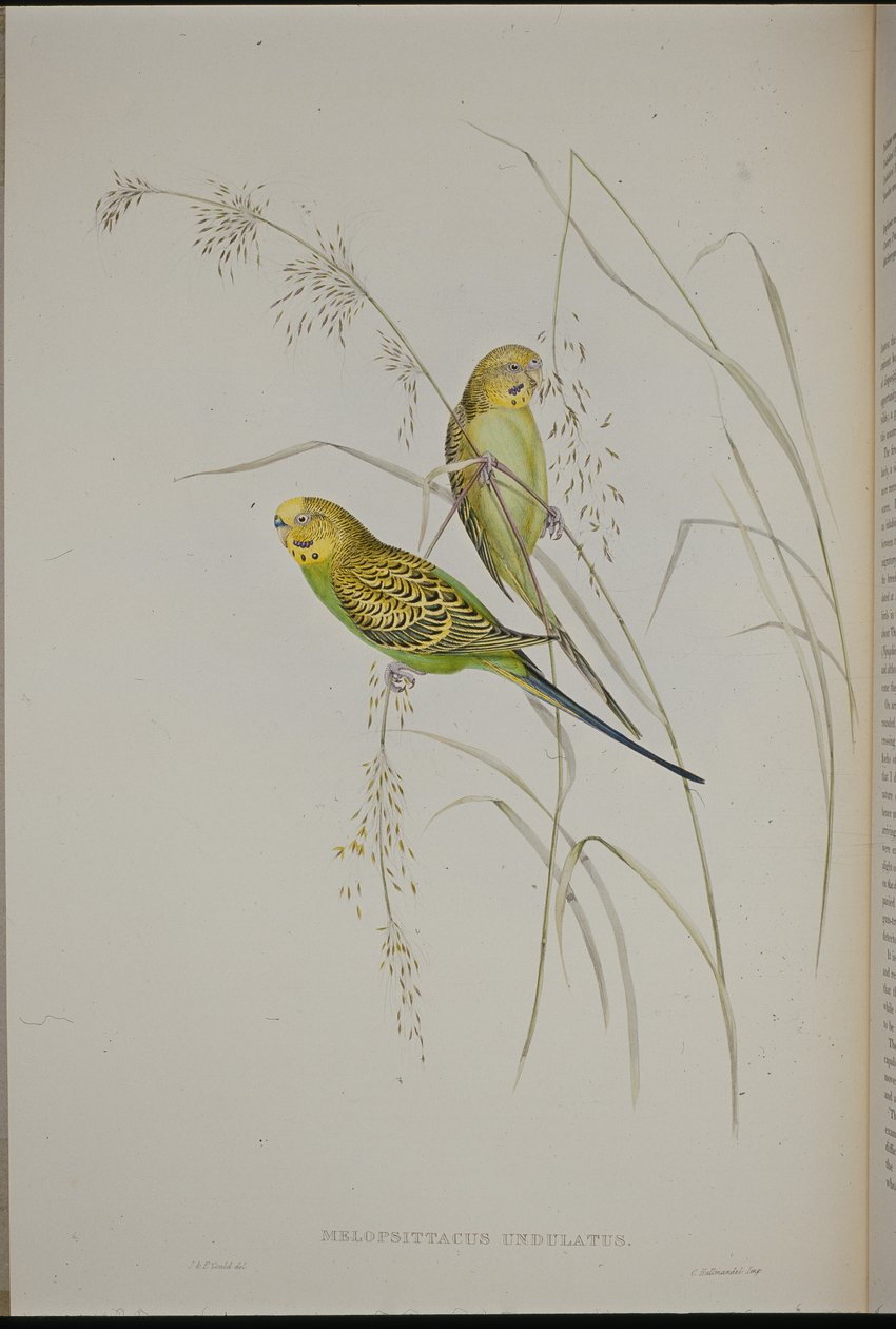 Warbling Grass Papağanı (Melopsittacus Undulatus) (el renginde taş) by John (after) Gould