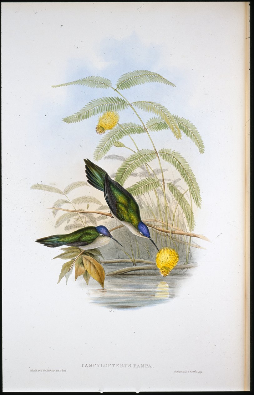 Kama kuyruklu Kılıç kanadı (Campylopterus Pampa) (el renginde taş) by John (after) Gould