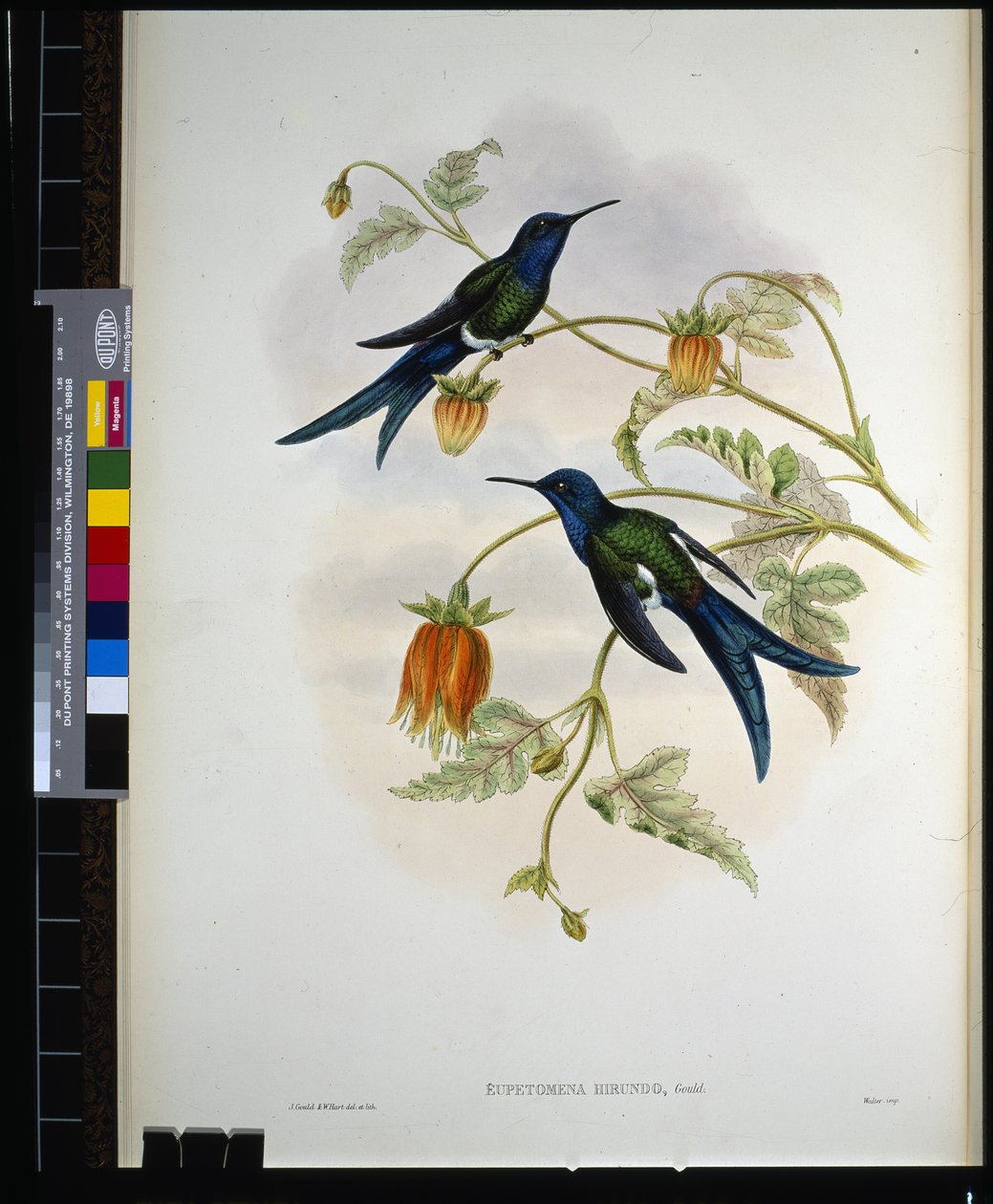 Batı Kırlangıç ​​kuyruğu (eupetomena hirundo) (el renginde taş) by John (after) Gould