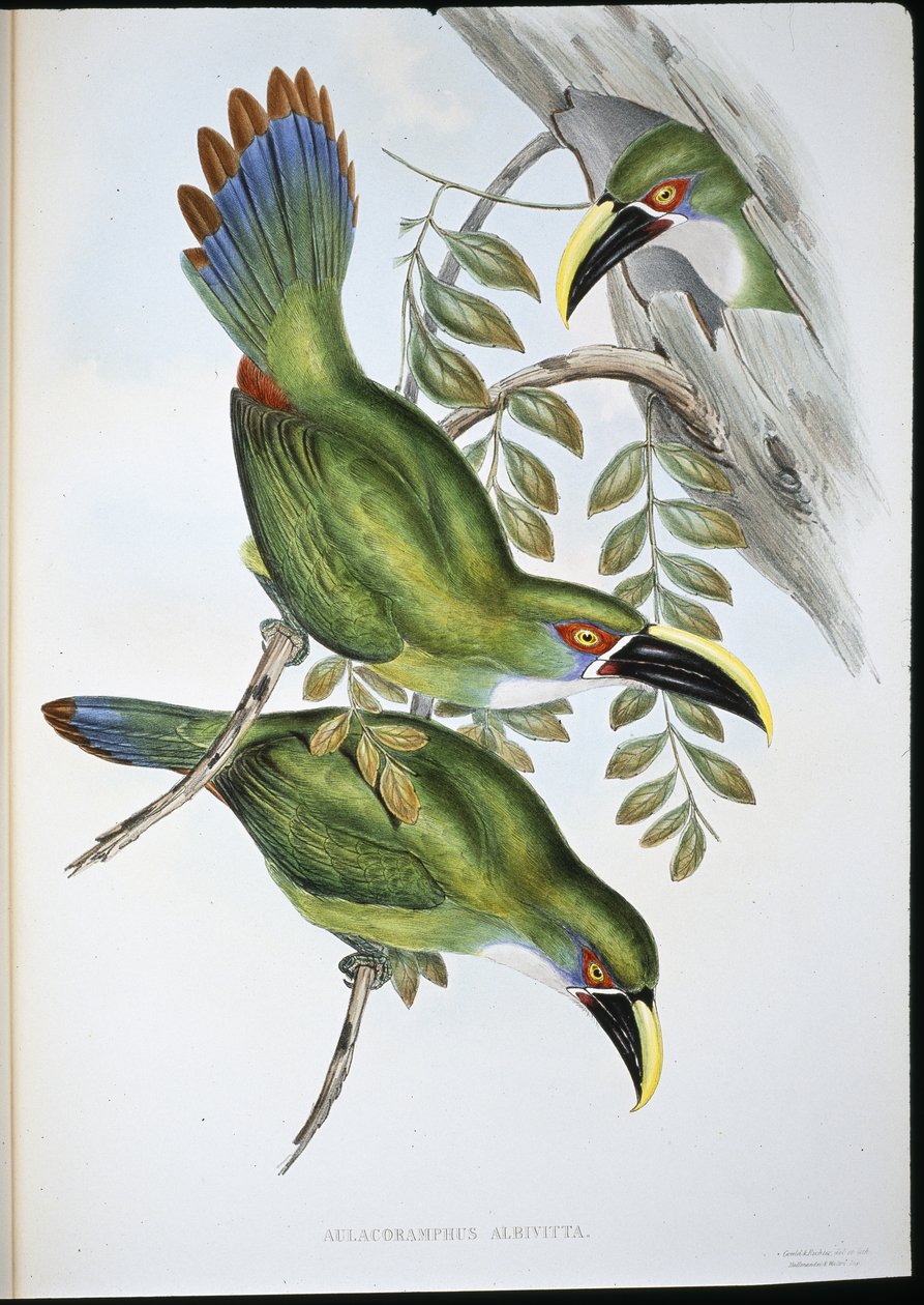 Beyaz bantlı Groove-bill Toucan (Aulacoramphus Albivitta) (el renginde taş) by John (after) Gould
