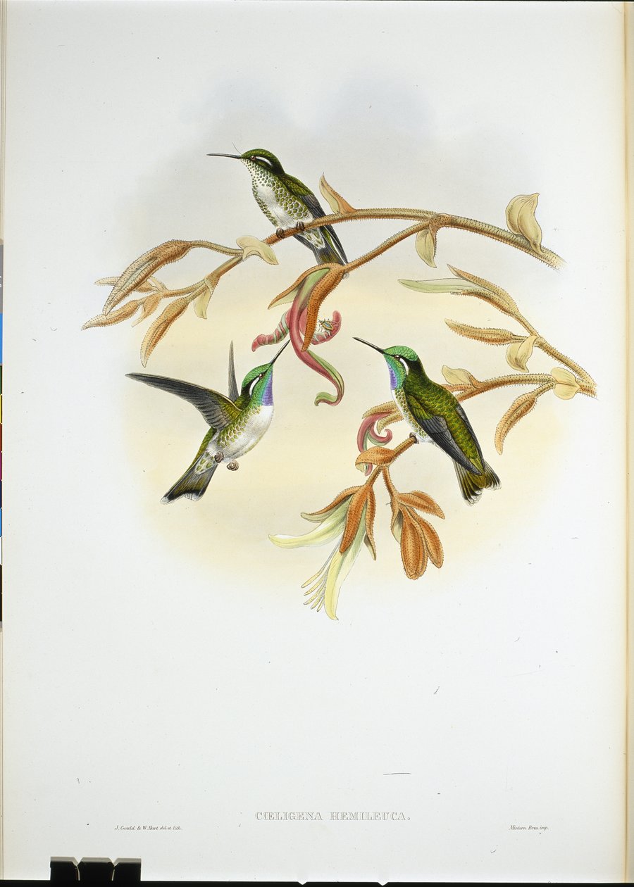 Ak karınlı Cacique uğultu kuşu (Coeligena Hemileuca) (el renginde litho) by John (after) Gould