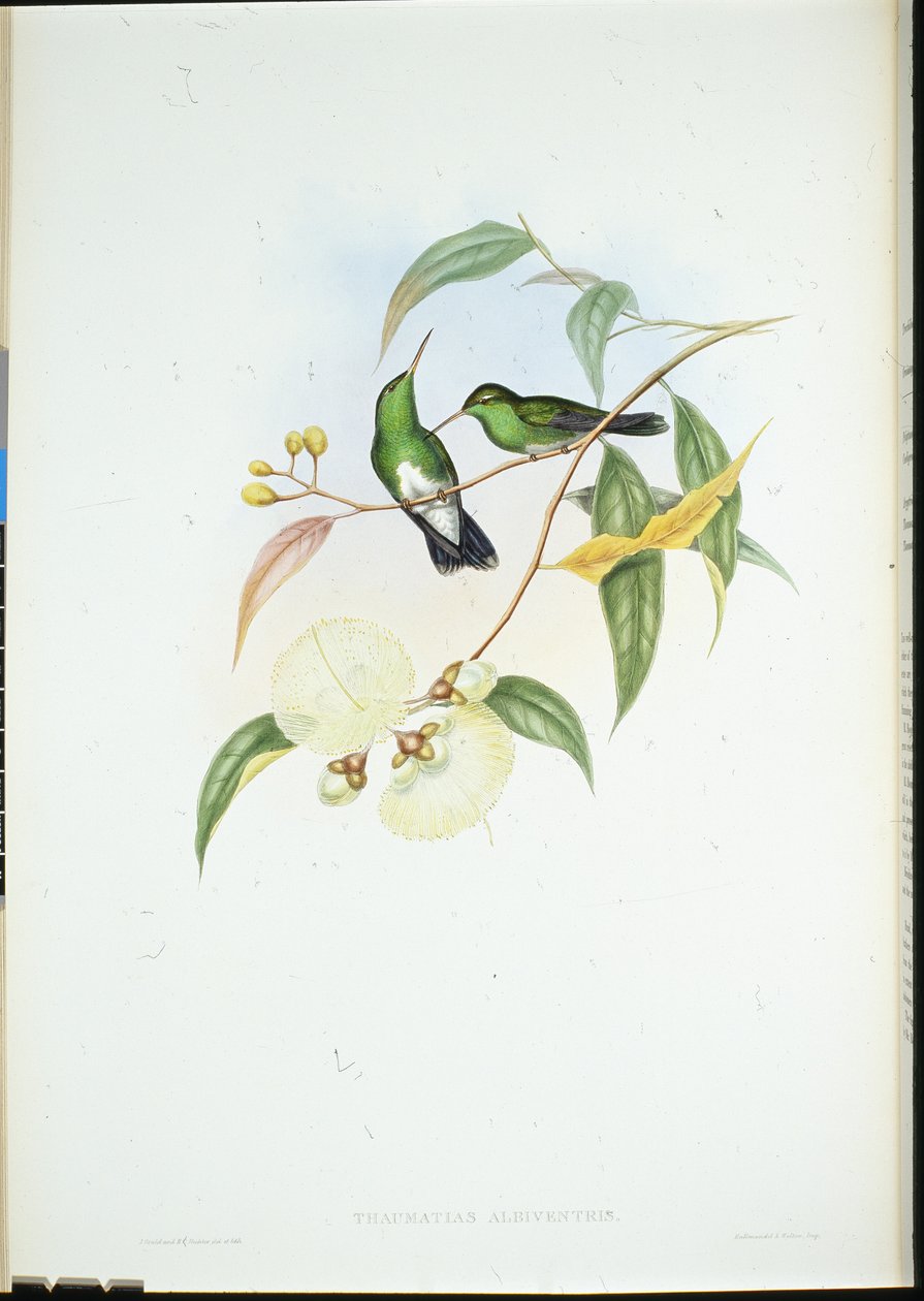 Ak karınlı Zümrüt (Thaumatias Albiventris) (el renginde taş) by John (after) Gould