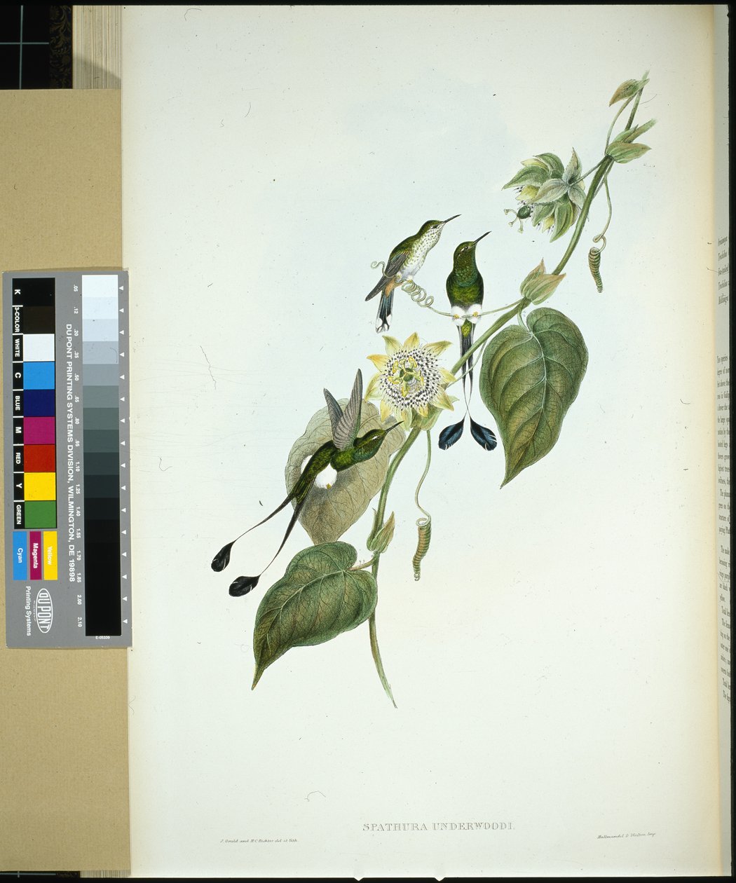 Beyaz çizmeli Raket kuyruğu (spathura Underwoodi) (el renginde taş) by John (after) Gould