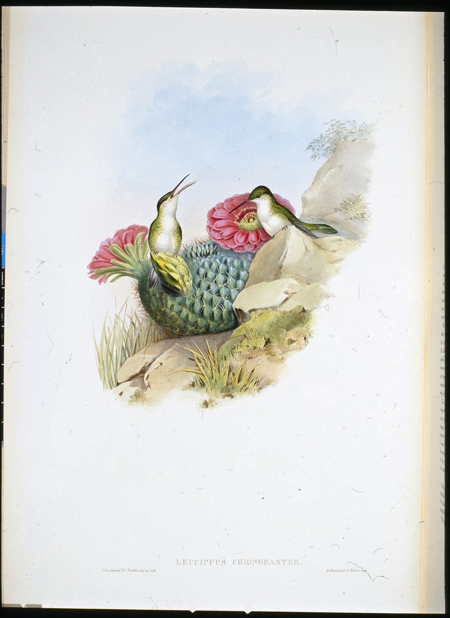 Ak göğüslü Leucippus (leucippus chionogaster) (el renginde taş) by John (after) Gould