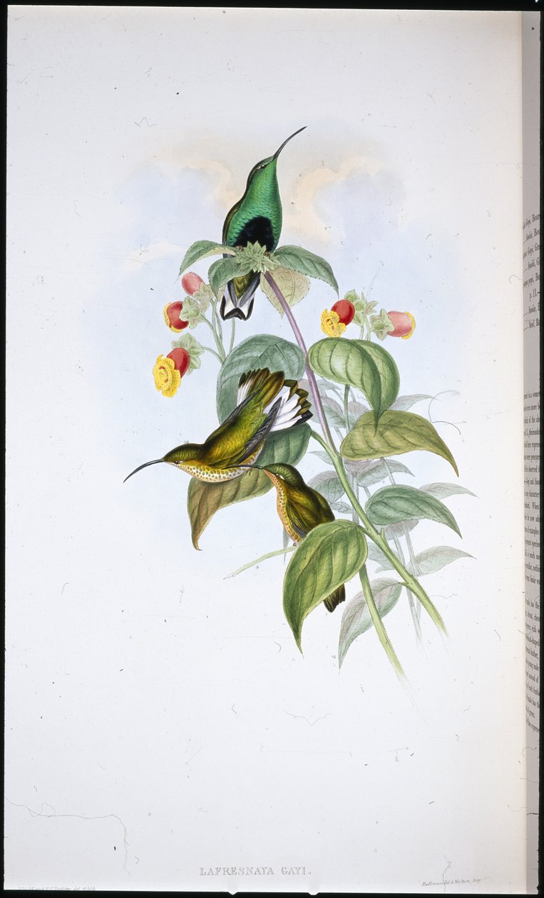 Ak kuyruklu Kadife göğüs (Lafresnaya Gayi) (el renginde taş) by John (after) Gould