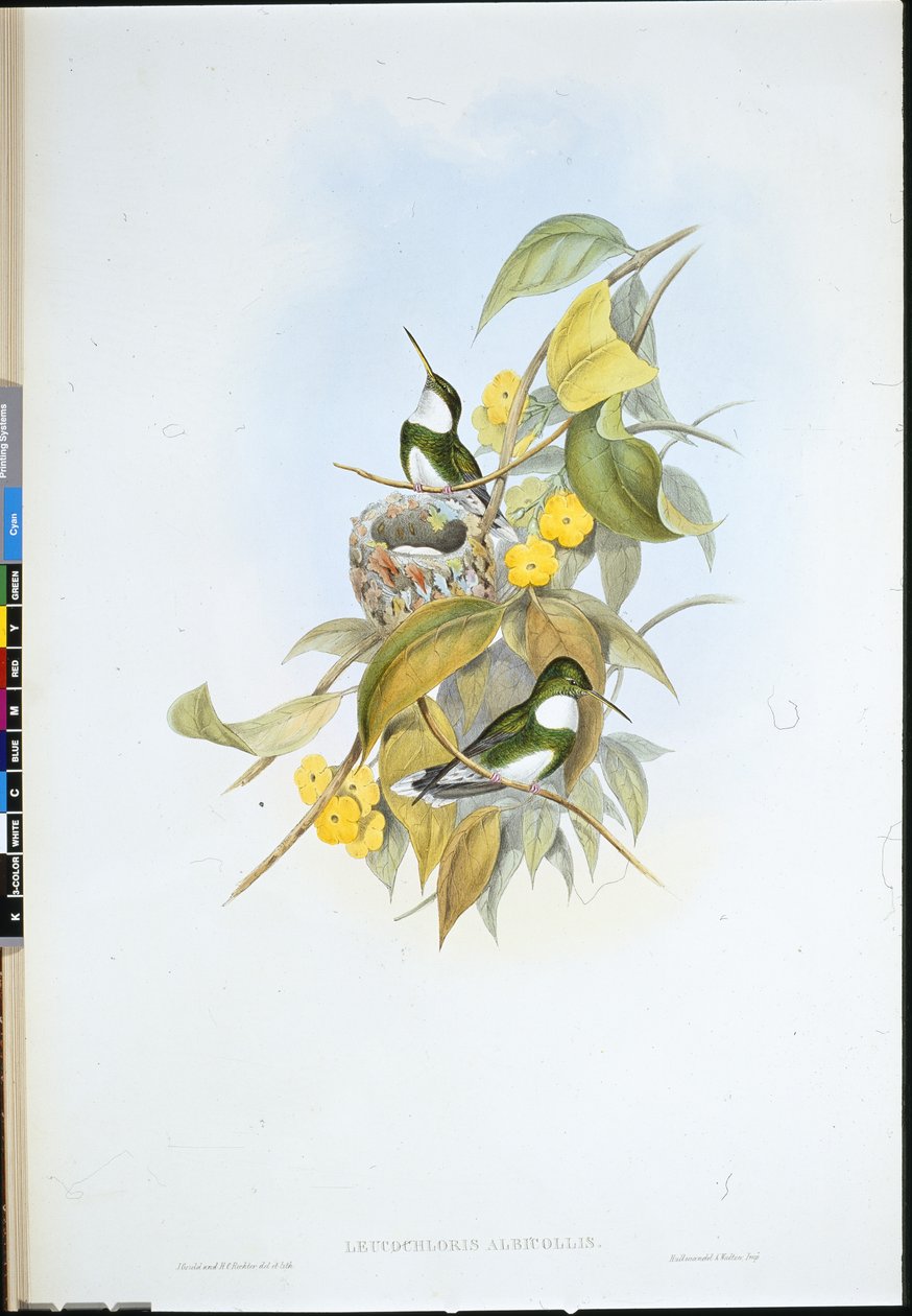 Beyaz boğaz (Leucochloris Albicollis) (el renginde taş) by John (after) Gould