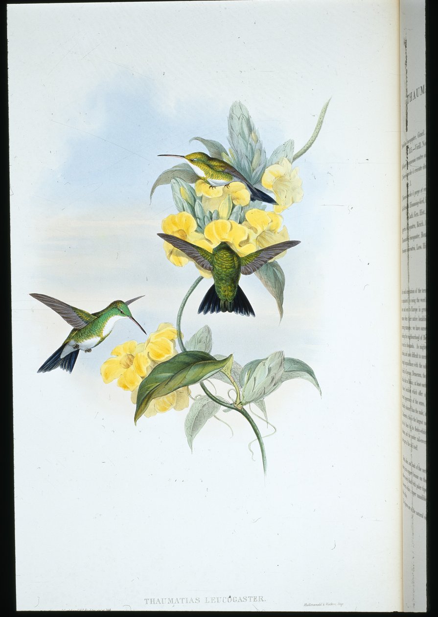 Beyaz boğazlı Zümrüt (Thaumatias Leucogaster) (el renginde taş) by John (after) Gould
