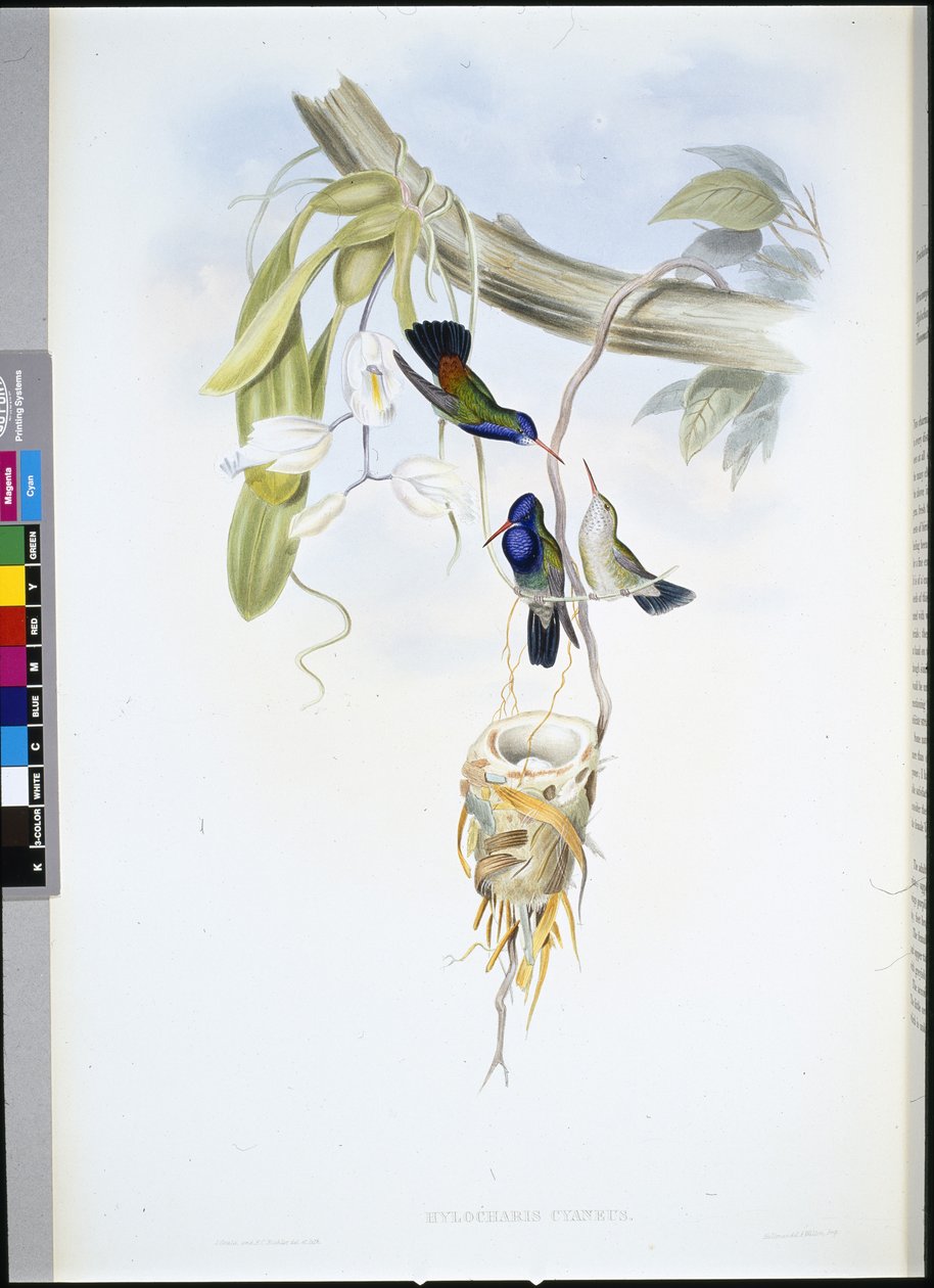 Beyaz boğazlı Safir (Hylocharis Cyaneus) (el renginde taş) by John (after) Gould