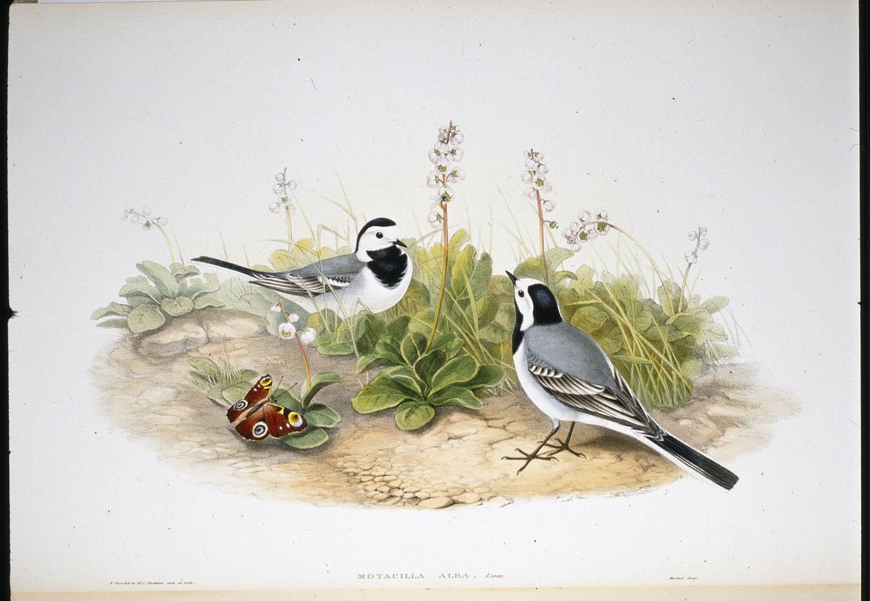 Beyaz Kuyruksallayan (Motacilla Alba) (el renginde taş) by John (after) Gould