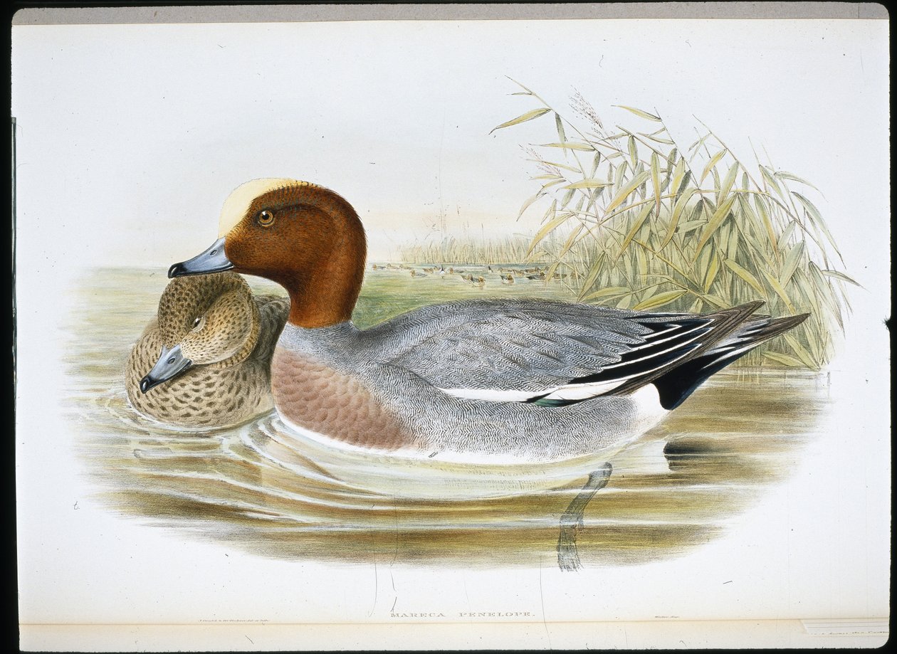 Widgeon (Mareca Penelope) (el boyaması taş) by John (after) Gould